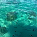 [북부] 단전호흡B | Boat)리디아보트 프라이빗 돌핀 투어(BBQ, 크리스탈 락), 서부 카타마란, 돌핀 스윔 후기(사진 많음주의)