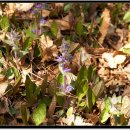 도천리 공룡 발자국 이미지