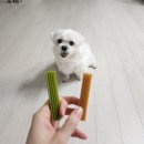 덴탈포스 이미지