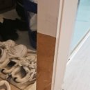 망고홈케어