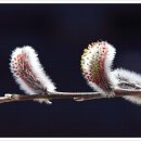 버들강아지 이미지