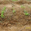 선유농장 이미지