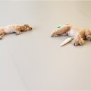 리치펫하우스 이미지