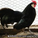 늘푸른유정란농장 이미지