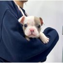 강아지분양 마이댕냥 일산점 이미지