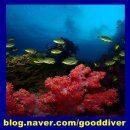 블루오션스킨스쿠버 이미지