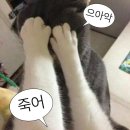 빈티지하울