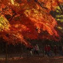 단풍나무 Daum카페