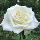 장미농장 이미지