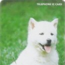 똥강아지 이미지