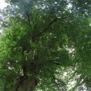 안성리-8 이미지