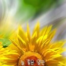 행운 이미지
