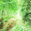 류사눌묘 이미지