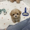 타이니켄넬 이미지