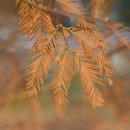 메타세콰이어(Metasequoia)와 낙우송 비교 이미지