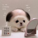 탈모 / 하상욱 이미지