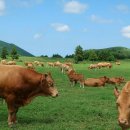 마블농장 이미지