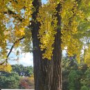 코스모스모텔 | [아산여행] 서울근교 가을여행지 아산 1박2일 뚜벅이 코스 및 후기 곡교천 현충사