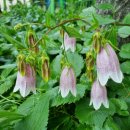 초롱꽃공원 이미지