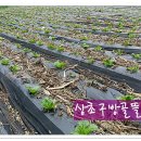 2016년산 절임배추, 무우시레기 예약 판매 이미지