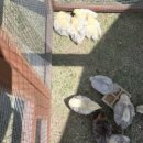딜라의정원 | 모찌식빵과 정원뷰가 있는 용인카페 딜라의정원