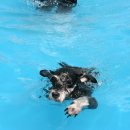 애견랜드 이미지