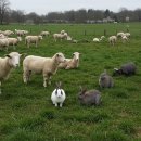 금진농장 이미지