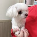 최광호동물병원 이미지