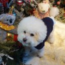 서하남로 | 서울 근교 하남 애견카페 펖파크｜잔디 야외운동장 넓어서 만족한 후기