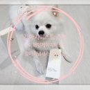 [강아지미스트 추천] 강아지냄새, 가려움에 좋은 <b>아이</b><b>헤잇</b><b>케이지</b> 컨디셔너 트리트먼트 미스트