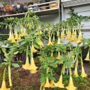 천사의나팔 [Angel's trumpets] 이미지