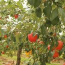 수덕농장 이미지