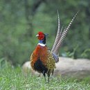 꿩대신닭 이미지