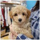 버디독 강아지분양 고양이분양 안심분양센터 인천점 이미지