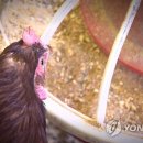 유예농장 이미지