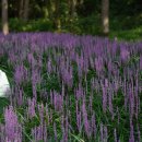 양평 주주송 독채펜션 이미지