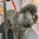 부티뽀샤 이미지