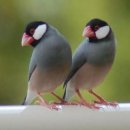 문조기르기 (Lonchura oryzivora, Java sparrow) 이미지