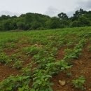 용광농장 이미지