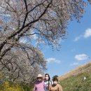 봄꽃 등산 및 걷기(1차) (2022년 4월 11일 월요일) - 구이저수지 둘레길 벚꽃 이미지
