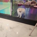 피터펫카페 일산점 이미지