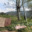 나무한그루 이미지