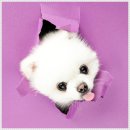 헬로우댕댕 이미지