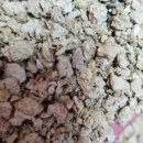 노종남 | 전남 담양 딸기밭 백강탄 방제