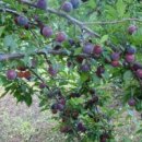 (주)우림바이오 이미지