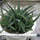 라두라다 이미지