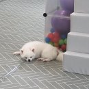 체크인독 이미지