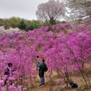 춘의산(106m) 벚꽃동산, 원미산(169m) 진달래동산 - 경기 부천 이미지