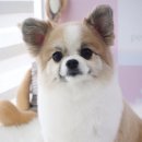 댕이쌀롱 이미지