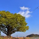 볼음도저어새생태마을 이미지